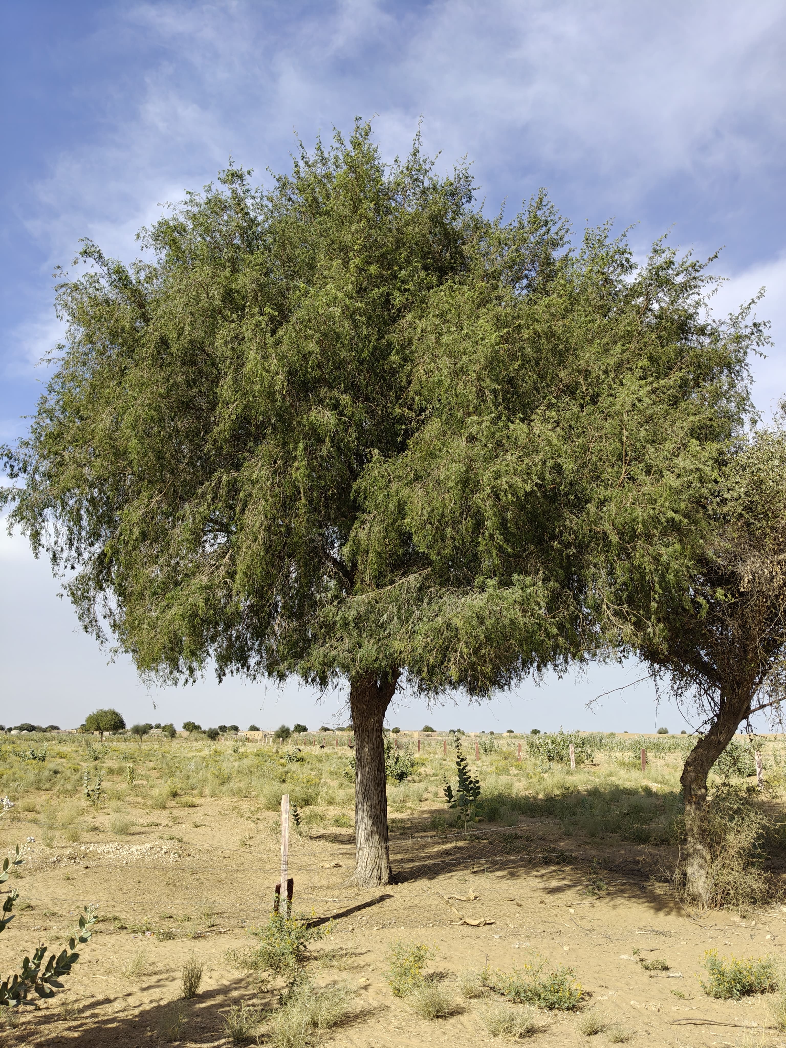 Compensatory Afforestation